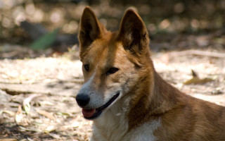 Dog sitting dirt tongue open - tongue free wallpaper