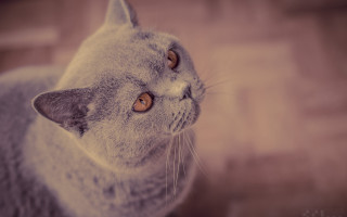 Gray cat white face brown - a gray cat free wallpaper