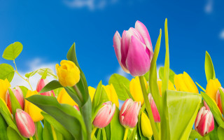 Colorful flower field sky digital - the grass together free wallpaper