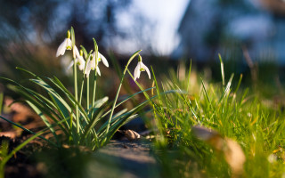 White flowers green field house - a couple free wallpaper