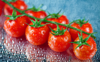 Tomatoes water drops leaves macro - green stem free wallpaper