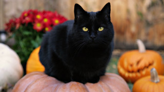 Black cat pumpkin garden bokeh - gothic free wallpaper for desktop
