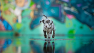 Dog reflection graffiti motion blur - graffiti free wallpaper