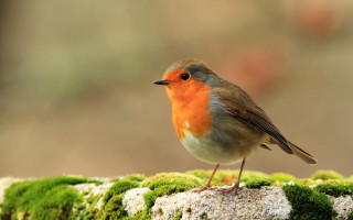 Small bird mossy surface macro - mossy free wallpaper
