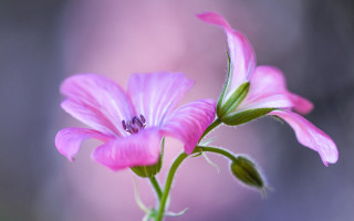 Pink flower green stem vase - a pink flower free wallpaper for desktop