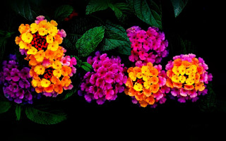 Purple hydrangea yellow sunflower leaves - a table top free wallpaper