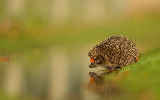 Hedgehog water grass outdoors tiltshift - the grass next free wallpaper
