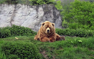 Brown bear hillside waterfall forest - a brown bear free wallpaper