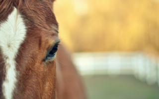 Horse face blurry background fence - in the foreground free wallpaper