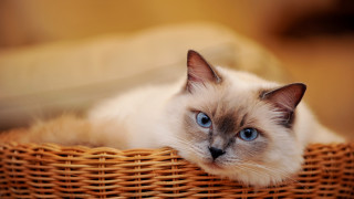 Cat basket blue eyes brown 2 - a basket free wallpaper
