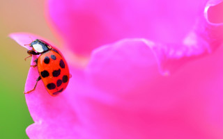 Ladybug pinkflower greenbackground macro naturalisme - a pink flower free wallpaper