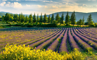 Lavender mountain sunset clouds trees - sunset free wallpaper