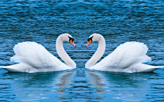 Swans heart shape romantic blue - a heart shape free wallpaper
