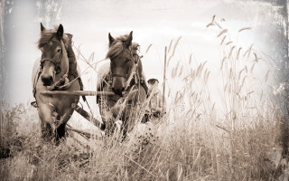 Horses plow field sepia matte - cinematic photography free wallpaper