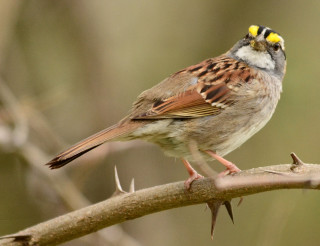 Bird sitting branch yellow beak 2 - male free wallpaper