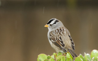 Bird green plant rain blurry - neoplasticism free wallpaper