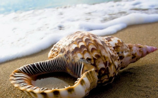Sea shell beach waves ocean - surrealism free wallpaper
