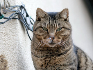 Cat ledge wire wall neoplasticism - a wire free wallpaper