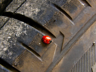 Red bug on tire ecological - macro art free wallpaper