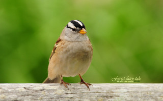Small bird perched wooden plank - a small bird free wallpaper