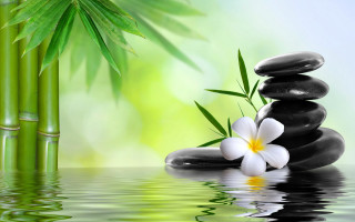 Bamboo white flower rocks water - a bamboo tree free wallpaper