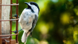 Bird perched bird feeder sunlight - outside free wallpaper