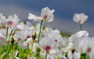 White flowers pink centers sunny - charles rennie mackintosh free wallpaper