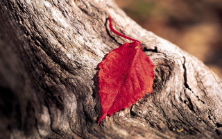 Red leaf tree trunk nature - a tree trunk free wallpaper