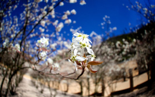 White flower tree blue sky 2 - chang daichien free wallpaper