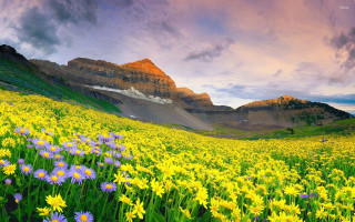 Flower field mountains sunset clouds - sunset free wallpaper
