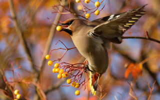 Bird branch berries autumn leaves - berry free wallpaper