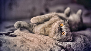Curious cat laying back grey - curious free wallpaper
