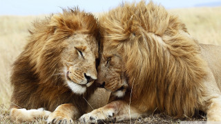 Two lions laying grass together 2 - free love wallpaper
