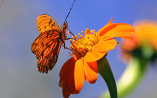 Butterfly flower blue sky green 2 - a blue sky background behind free wallpaper
