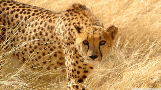 Cheetah walking dry grass field - a dry grass field free wallpaper