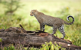 Leopard fallen tree grass wildlife - fallen free wallpaper