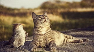 Cat bird rock grass sky - primitivism free wallpaper