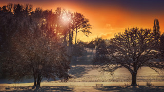 Sunset snowy field trees bench - a jigsaw puzzle free wallpaper for desktop