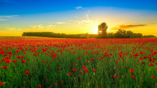 Red flowers sunset tree landscape - impressionist free wallpaper