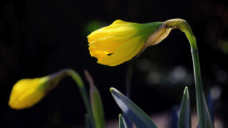 Yellow flower green leaves blurry 2 - shallow free wallpaper for desktop