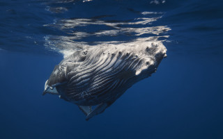 Large whale ocean water rayonism - a large amount of water free wallpaper