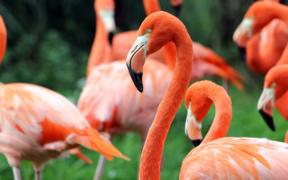Flamingos grass photorealistic bokeh depthofield - a field of grass and grass free wallpaper
