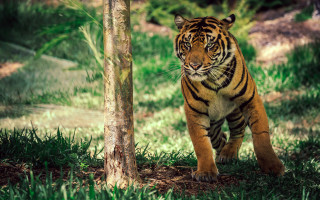 Tiger walking forest tree trunk - a forest next free wallpaper