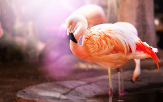 Flamingo rock zoo background pink - a pink light free wallpaper