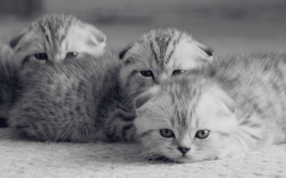 Cats shiba inu blackandwhite photorealistic - a couple of cats free wallpaper