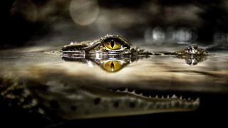 Crocodile closeup reflection water blurry - a reflection free wallpaper