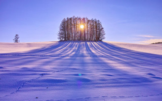 Snowy field trees sun horizon - a row of trees free wallpaper