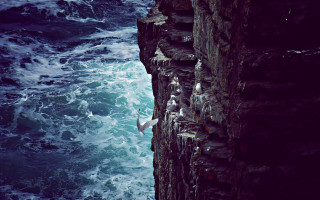 Bird ocean cliff waves scene - sense of depth free wallpaper
