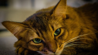 Cat green eyes sad daphne - f 1. free wallpaper