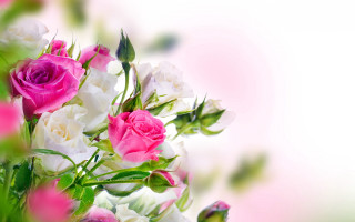 Bouquet pink white roses blurry - a still life free wallpaper